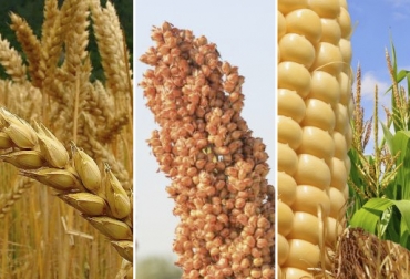 Los precios del trigo, el sorgo y el maíz, así como la leche en polvo, se han mantenido al alza por cuenta del elevado precio del dólar. Foto: Sembrando Noticias - VIX -Tercera Versión Precios nacionales, índice de precios agropecuarios, Alza dólar 2020, alimentos dólar 2019, costo maíz, costo leche en polvo, alza materias primeras dólar 2020, precio alimentación ganado, Materias primas alimentación ganado, materias primas ganado, materias primas ganadería, alimentación ganado, nutrición ganado, nutrición vacas, materias primas alimento vacas, materias primas Colombia, CONtexto ganadero, ganaderos colombia, noticias ganaderas colombia