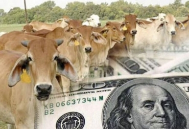 El incremento que ha tenido el precio del dólar abre grandes posibilidades a las exportaciones de ganado y carne. Foto: diariosanjuan19.com - unag.org.ni dólar, exportaciones, importaciones, insumos, carne, leche, lácteos, euro, divisas, Competitividad, contingentes, tasa de cambio, Vacunas, maquinaria, Alimentos, Ganadería, ganadería colombia, noticias ganaderas colombia, CONtexto ganadero
