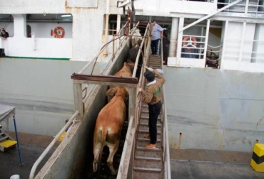 Desde Expoganados esperan que regresen las lluvias, los animales se recuperen y baje la tensión generada por el Coronavirus. Foto: Archivo El Universal. Ganadería, ganadería colombia, noticias ganaderas, noticias ganaderas colombia, CONtexto ganadero, exportaciones, Exportaciones de ganado, ganado en pie, miguel dulcey, expoganados, expoganados colombia, COVID-19, coronavirus