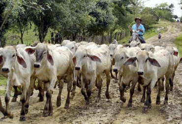 Asi Se Comporto El Precio Del Ganado En Cordoba Y Sucre Contexto Ganadero Noticias Principales Sobre Ganaderia Y Agricultura En Colombia