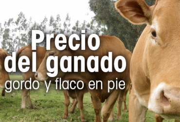 Así se comportó el precio de los animales en pie durante la semana anterior. Foto: CONtexto ganadero. Precio del ganado, precio del ganado en colombia, ganado colombia, precio ganado gordo, precio ganado flaco, precio hembras, precio bovinos, precio bovinos colombia, bolsa mercantil de colombia, subastas, subastas colombia, asosubastas, ganadería, ganadería colombia, noticias ganaderas, noticias ganaderas colombia, contexto ganadero,