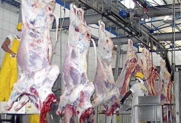 El 2020 ha registrado mejores resultados en el faneamiento legal de bovinos con destino a la exportación. Foto: eluniversal.com.co Sacrificio de ganado 2020, sacrificio bovino 2020, sacrificio febrero 2020, cifras sacrificio, sacrificio legal de bovinos, sacrificio formal, sacrificio colombia, sacrificio bovino Colombia, sacrificio, encuesta sacrificio ganado 2020, Cifras sacrificio bovino Colombia 2020, sacrificio bovino Colombia 2020, sacrificio bovino Colombia fedegán, Ganadería, ganadería colombia, noticias ganaderas, noticias ganaderas colombia, CONtexto ganadero