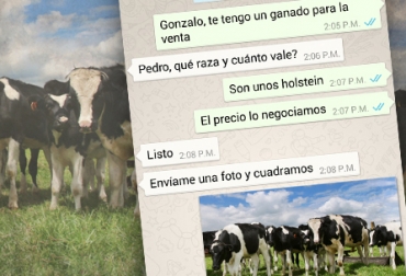 Además de las subastas, la venta directa entre ganaderos vía WhatsApp ha facilitado el comercio de animales en esta época. Foto: CONtexto ganadero. Ganadería, ganadería colombia, noticias ganaderas, noticias ganaderas colombia, CONtexto ganadero, subastas, subastas de ganado, subastas de ganado por internet, Sugaberrio, subasta puerto berrío, omaira guisao benítez, Subastanet, Subastar, Eduardo Kerguelén