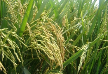 El positivo desempeño del sector agrícola en el primer trimestre del año hizo posible que el país tuviera el abastecimiento necesario para enfrentar la cuarentena y que millones de hogares en Colombia contaran con una oferta adecuada de los productos de primera necesidad, señala Acosemillas. Foto: Acosemillas Colombia, producción agrícola, crecimiento del PIB agrícola en el primer trimestre de 2020, incremento en la producción agrícola en primer trimestre de 2020, pandemia, COVID-19, producción agrícola garantiza oferta de alimentos en medio de la pandemia, Acosemillas, apostarle al agro para jalonar la economía, demanda de especies de semillas, Ganadería, ganadería colombia, noticias ganaderas, noticias ganaderas colombia, CONtexto ganadero