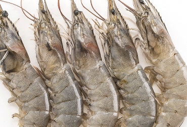 Al cumplir con la normatividad exigida para evitar la captura de tortugas marinas, Colombia logró ser certificada por dos años más para exportar camarón a Estados Unidos. Foto: freepik.es/topntp26 camarón, flota pesquera, acuicultura, exportación, estados unidos, certificación, NOAA, Departamento de Estado, tortugas marinas, protocolos técnicos, aunap, inspección, Ganadería, ganadería colombia, noticias ganaderas colombia, CONtexto ganadero