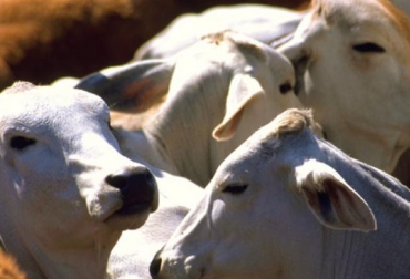 En el mes de abril se vendieron $9.189 millones, cuando se esperaban ventas cercanas a los $25.000 millones, lo que evidencia las dificultades causadas por la pandemia. Foto: El Heraldo. Ganadería, ganadería colombia, noticias ganaderas, noticias ganaderas colombia, CONtexto ganadero, Opca, Observatorio de Precios y Costos Agrarios de la Zona Noroccidental del Caribe Colombiano, Ómar Castillo Núñez, precio del ganado, precio del ganado en colombia, ganado colombia, precio ganado gordo, precio ganado flaco, precio hembras, precio bovinos, precio bovinos colombia, Bolsa Mercantil de Colombia, subastas, subastas colombia, Asosubastas, COVID-19, precio del ganado covid-19