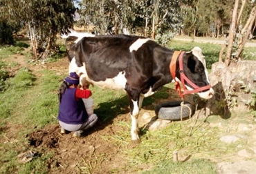 Buscamos reactivar la compra de leche que ha disminuido, especialmente, por parte de productores de quesos en algunas regiones del país ante la caída de la demanda para la producción y distribución del producto, explicó el ministro Zea.Foto: vanguardia.com.mx Colombia, Ministerio de Agricultura y Desarrollo Rural, Fondo de Estabilización de Precios de la Leche y Carne, Fondo Nacional del Ganado, fedegan, programa de apoyo a la comercialización para compra de leche, COVID-19, Pandemia, reducción del acopio de leche, comercialización de leche de pequeños y medianos ganaderos, caída en la demanda de quesos, para la producción de quesos, reactivar la compra de leche que ha disminuido, CONtexto ganadero, Ganadería, ganadería colombia, ganadería de leche, leche, preci