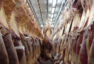 El sacrificio con destino a exportación siguió al alza. Solo en 3 meses de 2020, se registraron más canales para exportación que en todo el 2014. Foto: ganaderia.com Sacrificio de ganado 2020, sacrificio bovino 2020, sacrificio marzo 2020, cifras sacrificio, sacrificio legal de bovinos, sacrificio formal, sacrificio colombia, sacrificio bovino Colombia, encuesta sacrificio ganado 2020, Cifras sacrificio bovino Colombia 2020, sacrificio bovino Colombia 2020, sacrificio bovino Colombia fedegán, coronavirus, COVID-19, cuarentena, Ganadería, ganadería colombia, noticias ganaderas, noticias ganaderas colombia, CONtexto ganadero