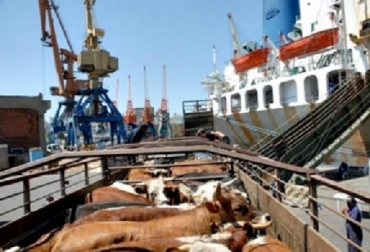 “La exportación comprende bovinos de raza Brahman, cebú y sus cruces en etapa de media ceba y gordos”, sostuvo Miguel Dulcey. Foto: CONtexto ganadero. Exportaran 18.500 bovinos a Irak, raza Brahman, raza cebú, cruces, media ceba, animales gordos, protocolos de cuarentena, inspección sanitaria, demanda internacional, proteína animal, exportación a Egipto, pruebas de tuberculina, noticias de ganadería colombiana, CONtexto ganadero.