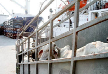 “Exportaciones repuntaron al pasar de 35.000 bovinos comercializados en el primer semestre de 2019 a 92.500 vendidos en el primer semestre del presente año”, manifestó Miguel Dulcey. Foto: eluniversal.com.co Exportaciones de ganado en pie se triplican, primer semestre de 2019 y 2020, alianza público-privada entre el ICA y Fedegán-FNG, lucha por la sanidad animal, credibilidad en el ganado colombiano, recuperación del estatus, certificación OIE, reapertura de mercados, constante y creciente demanda, destino del lejano oriente, Líbano e Irak, Egipto y Jordania, noticias de ganadería colombiana, CONtexto ganadero.