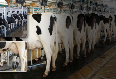 La planeación y la producción de alimento en la misma finca son dos de los factores clave para tener una ganadería de leche competitiva, según plantean los expertos. Foto: alltechspain.blogspot.com - portallechero.com leche, lechería, Competitividad, Costos de Producción, Asojersey, Asoholstein, Asoganorte, ganadería de leche, flujo de caja, alimentación, importaciones, precios, alimento concentrado, suplementación, mano de obra, fertilizantes, industria, Ganadería, ganadería colombia, noticias ganaderas colombia, CONtexto ganadero