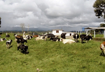 Según un informe de la Defensoría del Pueblo entre los mayores problemas de los campesinos está la falta de una adecuada infraestructura para realizar sus labores. Foto: agenciadenoticias.unal.edu.co Defensoría del Pueblo, DANE, Minagricultura, Mujer Rural, Infraestructura, propiedad de la tierra, productores, Campesinos, actividad agropecuaria, informalidad, Distribución de la tierra, desigualdad, maquinaria, crédito, Asistencia técnica, Ganadería, ganadería colombia, noticias ganaderas colombia, CONtexto ganadero