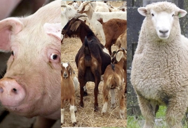El faneamiento de estas espeies sufrió un grave declive, especialmente en la ovina y la caprina, en tanto que el de la porcina se mantuvo un poco menos golpeado. Foto: zoovetesmipasion.com - perulactea.com - m.vanguardia.com Sacrificio de ganado 2020, sacrificio bovino 2020, sacrificio abril 2020, cifras sacrificio, sacrificio legal de bovinos, sacrificio formal, sacrificio colombia, sacrificio bovino Colombia, encuesta sacrificio ganado 2020, sacrificio porcino, sacrificio caprino, sacrificio ovino, sacrificio, beneficio animal, sacrificio cerdos, sacrificio ovejas, sacrificio cabras, coronavirus Colombia, coronavirus, COVID-19, cuarentena, Ganadería, ganadería colombia, noticias ganaderas, noticias ganaderas colombia, CONtext