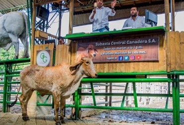 Paulatinamente, las ventas no presenciales van tomando fuerza en diversas regiones del país. Foto: Central Ganadera. precio del ganado, precio del ganado en colombia, ganado colombia, precio ganado gordo, precio ganado flaco, precio hembras, precio bovinos, precio bovinos colombia, Bolsa Mercantil de Colombia, subastas, subastas colombia, Asosubastas, Ganadería, ganadería colombia, noticias ganaderas, noticias ganaderas colombia, CONtexto ganadero, subastas virtuales de ganado en colombia, Opca, precios opca, precios opca mayo, Ómar Castillo Núñez