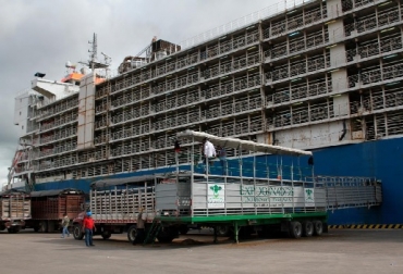 El DANE indicó que las cifras de exportación de carne a mayo de 2020 alcanzaron 12 544 toneladas y un valor de USD 45 051 000. Las ventas internacionales de ganado vivo -durante el mismo periodo- totalizaron 93 882 toneladas equivalentes a 49,9 millones de dólares. Foto: Expoganados Colombia, exportación de ganado en pie, industriales y animalistas se oponen a la exportación de ganado en pie, los “barcos de la muerte”, Oswaldo Arcos Benavides, proyecto de ley que busca prohibir la exportación marítima de animales en pie, Exportaciones de carne colombiana, ventas internacionales de ganado vivo de Colombia, Fedegán, La industria ¿de qué lado está?, Gustavo Castro Guerrero, Asociación Colombiana de Industriales de la Carne (ACINCA), Frigoríficos de ganadería, ganadería Colombia, noticias