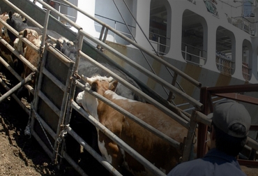 En caso de aprobarse el proyecto, la economía ganadera se vería seriamente afectada. Foto: meridiano70.co ganadería, ganadería colombia, noticias ganaderas, noticias ganaderas colombia, contexto ganadero, subastas de ganado, asosubastas de colombia, proyecto de ley exportación de ganado, ganado vivo, prohibir envío de ganado vivo, barcos de la muerte, prohibir exportar bovinos vivo, proyecto de ley bovinos vivos, partido cambio radical, johana fernández asosubastas, suganorte, alejandro medina suganorte, camilo romero subastar, subastas precio de ganado, exportaciones precio del ganado en pie,