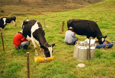 Pese a que el precio no ha bajado, en el departamento están buscando medidas para enfrentar la crisis que sufre el sector. Foto: turibuscolombia.com Ganadería, ganadería colombia, noticias ganaderas, noticias ganaderas colombia, CONtexto ganadero, leche antioquia, Lecheros de Antioquia, precio de la leche antioquia, Ganaderos de Antioquia, Secretaría de Agricultura de Antioquia, Rodolfo Correa Vargas, mesa técnica leche antioquia