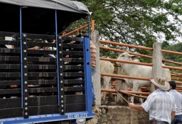 El Ministerio de Agricultura decidió ampliar hasta el 14 de agosto el plazo para que los productores se inscriban y participen del subsidio al transporte. Foto: m.vanguardia.com subsidio, transporte, ampliación plazo, Minagricultura, Bolsa Mercantil, disponibilidad de recursos, apoyo al transporte, frutas, tubérculos, platano, Café, bovinos, Ganadería, ganadería colombia, noticias ganaderas colombia, CONtexto ganadero