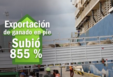 Al comparar el primer semestre de 2020 con el mismo periodo de 2019, los envíos de animales en pie crecieron en cerca de 120 000 animales. Foto: eluniversal.com.co - CONtexto ganadero Exportaciones de ganado en pie Colombia junio 2020, exportaciones ganado en pie, exportaciones ganado, marítima de ganado en pie, actividad en crecimiento permanente, calidad de ganado, Bienestar Animal, exportación de ganado en pie desde Colombia, exportación de ganado 2019, requisitos para exportar ganado en pie, exportación de ganado 2020, coronavirus, coronavirus Colombia, COVID-19, cuarentena, Ganadería, ganadería colombia, noticias ganaderas, noticias ganaderas colombia, CONtexto ganadero