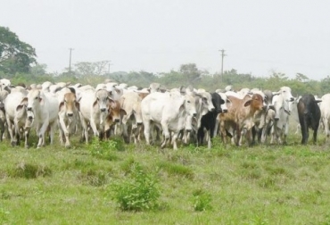 Los “carteles” dedicados al tráfico ilegal de animales son los causantes directos del empobrecimiento que se presentó Arauca en 2017-2020. Foto: meridiano70.co Arauca, contrabando, pandemia, COVID 19, videos y fotografías del contrabando en Arauca, carteles dedicados al tráfico ilegal de bovinos, Venezuela, ICA,ganadería, ganadería Colombia, noticias ganaderas, noticias ganaderas Colombia, CONtexto ganadero