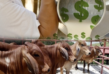 La región de Puerto Berrio manifiesta que están manteniendo buenos precios de ganado de levante y ceba, así como se ha mantenido un la recolección en las pocas ganaderías de leche de esta zona. Foto: Omaira Guisao - elpilon.com.co / CONtexto ganadero Ganadería, ganadería colombia, noticias ganaderas, noticias ganaderas colombia, CONtexto ganadero, ganaderos, ganaderos colombia, ganaderos puerto berrio, Puerto Berrio, productores puerto berrio, comercialización ganado puerto berrio, lecherías en Puerto Berrio, dinámica de precios en puerto berrio, precios en Puerto Berrio