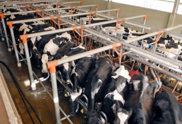 Según Fepale, desde 2015 el sector lechero de América Latina no ha reportado crecimiento. Foto: perfil.com Ganadería, ganadería colombia, noticias ganaderas, noticias ganaderas colombia, CONtexto ganadero, leche, panorama leche, panorama de la leche en latinoamérica, Fepale, proyecciones fepale, fepale 2020, proyecciones fepale 2020, comportamiento leche 2020, producción leche latinoamérica