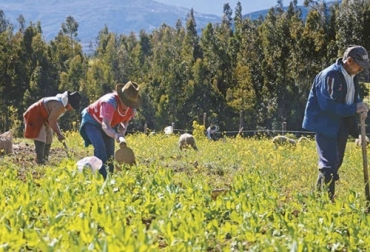 Los trabajadores del sector agropecuario que devengan hasta un salario mínimo mensual podrán acceder a los beneficios del piso de protección social que ofrece el gobierno. Foto: agronegocios.uniandes.edu.co Protección Social, trabajadores rurales, BEPS, seguridad social, pensión, seguro, salario mínimo, régimen subsidiado, MinTrabajo, salud, subsidio familiar, Ganadería, ganadería colombia, noticias ganaderas colombia, CONtexto ganadero