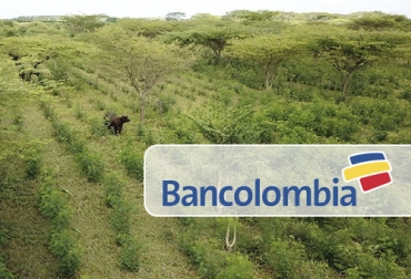 Bancolombia abrió una nueva línea de crédito para financiar diversas actividades relacionadas con las prácticas de ganadería sostenible. Foto: ganaderiacolombianasostenible.co - grupobancolombia.com Bancolombia, crédito, Ganadería Sostenible, sector agropecuario, Medio Ambiente, Sistemas silvopastoriles, tasas de interés, bancos de forraje, insumos, ensilaje, pastos, árboles, arbustos, Ganadería, ganadería colombia, noticias ganaderas colombia, CONtexto ganadero
