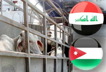 Empresarios señalan que en estas operaciones tiene prelación el cumplimiento de los protocolos de sanidad y bienestar animal. Foto: freeflagicons.com - eluniversal.com.co Exportarán 29.000 bovinos a Irak y Jordania, empresas especializadas, continente asiático, auge de exportaciones, origen colombiano, vecinos, animales de la costa Caribe Colombiana, puerto de Cartagena, Inversiones Bonanza, NATBEEF, Expoganados Internacional, Agropecuaria La Vía Láctea, protocolos de sanidad, bienestar animal, agradecimiento a las autoridades, ICA, Fedegán-FNG, estatus sanitario, noticias de ganadería colombiana, CONtexto ganadero.