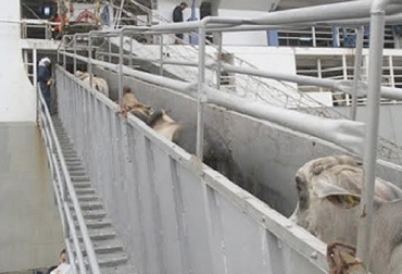 Los bovinos que se exportan al Líbano proceden de ganaderías de 9 departamentos del país”, sostuvo Miguel Dulcey. Foto: agriculturayganaderia.com Hoy salen 8.050 bovinos en pie con destino al Líbano, raza Brahman, ganaderías de nueve departamentos, Líbano, República del Oriente Medio, protocolo OIE, inspección del ICA, vigilancia del ICA, animales sin enfermedades, animales de zonas con vacunación, certificación del ICA, negocios propiciados por estatus, noticias de ganadería colombiana, CONtexto ganadero.