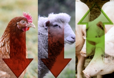 El consumo de pollo y cordero ha bajado debido a la cuarentena, a diferencia de la carne de cerdo, que subió 4 %. Foto: Foto creada por wirestock / www.freepik.es - Foto creada por paymphotography - www.freepik.es Producción carne Colombia, carne Colombia 2020, carne de pollo Colombia 2020, carne de cerdo Colombia 2020, carne de cordero, carne ovina, carne porcina, porcinos, cerdo, porkcolombia, consumo carne cuarentena Colombia, DANE, distribución, comercialización, sacrificio, coronavirus, coronavirus Colombia, COVID-19, cuarentena, Ganadería, ganadería colombia, noticias ganaderas, noticias ganaderas colombia, CONtexto ganadero