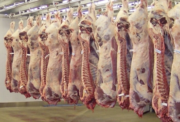 A pesar de las dificultades, el sacrificio para exportación conserva un buen ritmo. El problema ahora es aumentar el consumo interno de carne bovina en Colombia. Foto: ganaderia.com Cifras sacrificio ganado bovino julio 2020, Sacrificio de ganado 2020, sacrificio bovino 2020, sacrificio julio 2020, cifras sacrificio, sacrificio legal de bovinos, sacrificio formal, sacrificio colombia, sacrificio bovino Colombia, encuesta sacrificio ganado 2020, Cifras sacrificio bovino Colombia 2020, sacrificio bovino Colombia 2020, coronavirus, coronavirus Colombia, COVID-19, cuarentena, Ganadería, ganadería colombia, noticias ganaderas, noticias ganaderas colombia, CONtexto ganadero