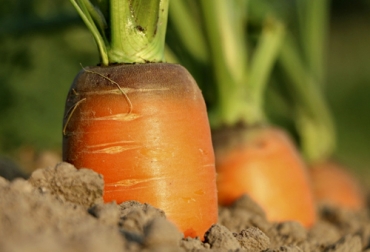 Tanto agricultores como ganaderos pueden vincularse a la plataforma Econexia y hacer uso de su oferta de servicios para potencializar sus negocios. Foto: pxhere.com - econexia.com Econexia, Ecosistema de Agroindustria y Alimentos, Corferias, Reactivación económica, reactivación económica colombia, ayuda para empresas Colombia, ayuda para empresarios Colombia, pequeñas y medianas empresas en Colombia, pymes Colombia, reactivación económica Econexia, coronavirus, coronavirus Colombia, COVID-19, cuarentena, Ganadería, ganadería colombia, noticias ganaderas, noticias ganaderas colombia, CONtexto ganadero
