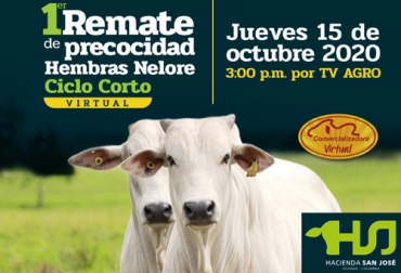 El jueves se cumple el primer remate de hembras nelore de Hacienda San José, la oportunidad para incrementar el hato con los mejores ejemplares certificados. Foto: Cortesía Hacienda San José, remate, Nelore, precoidad, ciclo corto, Comercializadora Virtual, Asocebú, fedegan, ricardo barreneche, superioridad genética, vacas preñadas, novillas, crías paridas, toros, pujas, pie de cría, Ganadería, ganadería colombia, noticias ganaderas colombia, CONtexto ganadero