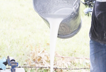El acopio formal de leche creció 7,1 % respecto al 2019, pero el precio viene bajando desde junio. Foto: cronicadelquindio.com acopio formal leche agosto 2020, leche Colombia, compra leche, Acopio leche agosto 2020 Colombia, producción leche, Acopio formal leche Colombia agosto 2020, Acopio formal leche, recolección de leche en Colombia, producción leche Colombia 2020, precio leche cruda Colombia 2020, precio pagado al productor 2020, ganado bovino, ganadería bovina, Ganadería, ganadería colombia, noticias ganaderas, noticias ganaderas colombia, CONtexto ganadero, contextoganadero