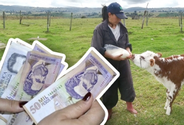 Cundinamarca es la zona con el mayor número de demanda de crédito con 105 solicitudes, seguido de Nariño con 81 y Boyacá presentó 68. Foto: elcolombiano.com - Paola Fernández Mujer Rural, Reactivación económica, Bancolombia, Línea de Crédito, vicepresidenta, inclusion, generación de empleo, equidad de la mujer, Minagricultura, gremios, fedegan, compra de ganado, mejoramiento de praderas, Capital de Trabajo, mejoramiento genético, Ganadería, ganadería colombia, noticias ganaderas colombia, CONtexto ganadero