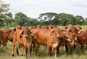 Pese a que el precio se encuentra al alza, las pérdidas ocasionadas por la pandemia son millonarias. Foto: gsnoticias.com Precio ganado en pie 2020, precio de ganado en pie ferie de medellín, precio de ganado en pie en córdoba, precio de ganado flaco, precio de hembra flaca, macho de levante, hembra de levante, precio del ganado, precio del ganado en colombia, ganado colombia, precio ganado gordo, precio ganado flaco, precio hembras, precio bovinos, precio bovinos colombia, subastas, subastas colombia, Subastanet, feria de ganados de medellín, precio del ganado en medellín, Ganadería