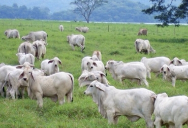 El proyecto de resolución sobre registro sanitario que presentó el ICA muestra la necesidad de socializar la norma y sus efectos. Foto: agriculturayganaderia.com registro sanitario, ICA, decreto, norma, predio pecuario, movilización de animales, Guía de Movilización, sacrificio, vacunación, Fiebre aftosa, inventario ganadero, Ganadería, ganadería colombia, noticias ganaderas colombia, CONtexto ganadero
