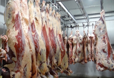 El sacrificio para exportación sigue demostrando los mejores resultados en el 2020 a pesar de la emergencia sanitaria. Foto: ganaderia.com Cifras sacrificio ganado bovino agosto 2020, Sacrificio de ganado 2020, sacrificio bovino 2020, sacrificio agosto 2020, cifras sacrificio, sacrificio legal de bovinos, sacrificio formal, sacrificio colombia, sacrificio bovino Colombia, encuesta sacrificio ganado 2020, Cifras sacrificio bovino Colombia 2020, sacrificio bovino Colombia 2020, ganado bovino, ganadería bovina, Ganadería, ganadería colombia, noticias ganaderas, noticias ganaderas colombia, CONtexto ganadero, contextoganadero