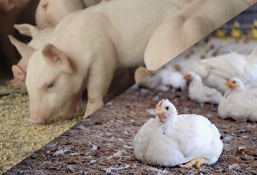 Pese a las restricciones por la emergencia sanitaria, las ventas de cerdos y de gallinas han tenido un resultado sobresaliente en los últimos meses. Foto: es.agrolib.rs - archivo-anaporc.com Porcicultores, avicultores, precio cerdo Colombia, precio gallinas Colombia, subastas cerdos, subastas gallinas, subastas cerdos Colombia, subastas gallinas Colombia, subastas virtuales de cerdos, subastas virtuales de gallinas, resultados económicos subastas virtuales cerdos gallinas Colombia, Ganado bovino, Ganadería, ganadería colombia, noticias ganaderas, noticias ganaderas colombia, CONtexto ganadero, contextoganadero