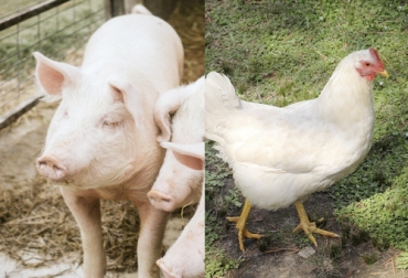 La producción de cerdo así como de huevos de gallina ha aumentado en 2020, mientras que la de pollo ha caído 5 %. Foto: Imagen por wirestock - freepik.es Sacrificio otras especies, Sacrificio de ganado 2020, sacrificio bovino 2020, sacrificio septiembre 2020, cifras sacrificio, sacrificio legal de bovinos, sacrificio formal, sacrificio colombia, sacrificio bovino Colombia, encuesta sacrificio ganado 2020, sacrificio porcino, sacrificio caprino, sacrificio ovino, sacrificio, beneficio animal, sacrificio cerdos, sacrificio ovejas, sacrificio cabras, ganado bovino, Ganadería, ganadería colombia, ganaderos colombia, noticias ganaderas, noticias ganaderas colombi