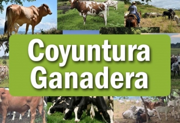 Coyuntura ganadera le sirve al ganadero para tomar decisiones. La Oficina de Planeación e Investigaciones de Fedegán-FNG y CONtexto ganadero invitan a consultarlo y formular sus inquietudes a estas dos áreas. Foto: Fedegán - FNG - contextoganadero.com Coyuntura ganadera, Fedegan, Fondo Nacional del Ganado, Oficina de Planeación de Fedegán-FNG, Fedegán-FNG, inventario bovino, retención, liquidación, PIB, producción de leche, acopio, industria láctea, importaciones de leche y derivados lácteos, ganadería de carne, producción de carne, precios internacionales, comercio internacional de productos cárnicos, noticias ganaderas, noticias ganaderas colombia, CONtexto ganadero