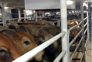 “El buque zarparía el 20 de noviembre y llegaría al Líbano el 11 de diciembre”, sostuvo Miguel Dulcey. Foto: minagricultura.gov.co Invierno retrasa y paraliza exportación de 8.000 bovinos al Líbano, detener exportación, fincas inundadas, vías imposibles, invierno, circunstancias invernales, postergar embarque, situación inesperada, inició embarque, protocolos, sanidad, bienestar animal, noticias de ganadería colombiana, CONtexto ganadero.