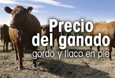 Así se comportó el precio del ganado en las diversas subastas del país. Foto: CONtexto ganadero. Precio ganado en pie 2020, precio de ganado en pie ferie de medellín, precio de ganado en pie en córdoba, precio de ganado en pie en córdoba, precio de ganado flaco, precio de hembra flaca, macho de levante, hembra de levante, precio del ganado, precio del ganado en colombia, ganado colombia, precio ganado gordo, precio ganado flaco, precio hembras, precio bovinos, precio bovinos colombia, subastas, subastas colombia, subastanet, feria de ganados de medellín, precio del ganado en medellín, Ganadería, ganade