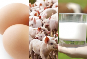 Los huevos con cáscara frescos, el ganado porcino y la leche sin elaborar son las actividades que mejor desempeño tuvieron en el 3er trimestre de 2020. Foto: avicultura.com - semilladeorosac.com - theconversation.com PIB, pib colombia, PIB DANE tercer trimestre 2020, PIB agropecuario 2020, PIB ganadería 2020, PIB Colombia 2020, impacto economía pandemia coronavirus, pandemia 2020, pandemia nuevo coronavirus sector agropecuario Colombia, fedegan, FNG, economía, Bancolombia, Ganadería, agricultura, Arroz, cereales, frutas, exportaciones, sector agropecuario, ganado bovino, ganadería colombia, noticias ganaderas, noticias ganaderas colombia, CONtexto ganadero, contextoganadero