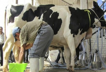 La producción lechera a nivel mundial empezará a crecer a un ritmo más moderado y con base en la productividad más que en el incremento del hato ganadero. Foto: n.com.do lácteo, leche, exportaciones, Producción, precios, demanda, oferta, Nueva Zelanda, unión europea, Norte América, OCDE, FAO, leche entera en polvo, leche descremada en polvo, queso, política comercial, Cambio climático, Ganadería, ganadería colombia, noticias ganaderas colombia, CONtexto ganadero