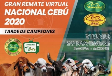 El jueves y viernes se llevarán a cado dos remates de ganado cebú donde los interesados se pueden hacer a ejemplares élite. Foto: Cortesía remate, Asocebú, La Gran Reserva, Tarde de Campeones, Alta genética, destete, preñados, funcionales, capacidad, musculatura, feminidad, ganancia de peso, novillas, toros, Ganadería, ganadería colombia, noticias ganaderas colombia, CONtexto ganadero
