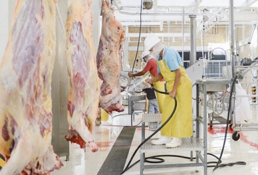 El sacrificio de ganado bovino comenzó a repuntar en septiembre, lo que puede significar un buen augurio para el último trimestre del 2020. Foto: laopinion.com.co Cifras sacrificio ganado bovino septiembre 2020, sacrificio 2020, Sacrificio de ganado 2020, sacrificio bovino 2020, sacrificio septiembre 2020, cifras sacrificio, sacrificio legal de bovinos, sacrificio formal, sacrificio colombia, sacrificio bovino Colombia, encuesta sacrificio ganado 2020, Cifras sacrificio bovino Colombia 2020, sacrificio bovino Colombia 2020, ganado bovino, Ganadería, ganadería colombia, ganaderos colombia, noticias ganaderas, noticias ganaderas colombia, CONtexto ganadero, contextogan