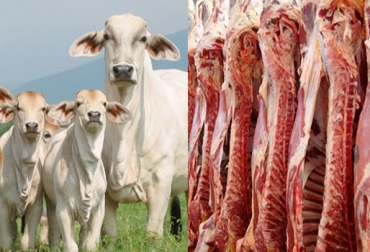 En octubre se rompió la barrera de los 210 000 animales en pie enviados al exterior, así como la de las 25 000 toneladas de carne vacuna. Foto: lazaron.co - colombia.com Exportaciones carne octubre 2020, exportaciones carne Colombia octubre 2020, exportaciones 2020, exportaciones ganado bovino 2020, exportación de bovinos Colombia, exportación carne bovina, carne vacuna, economía internacional, comercio internacional, total exportaciones carne Colombia, exportaciones carne Colombia 2020, ganaderos, ganaderos colombia, ganado, bovinos, ganado bovino, Ganadería, ganadería colombia, noticias ganaderas, noticias ganaderas colombia, CONtexto ganadero, contextoganadero