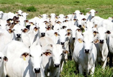“Para Egipto exportaremos animales con peso de 350 kilogramos”, manifestó Miguel Dulcey. Foto: ica.gov.co En enero se exportarán 29.000 bovinos al Oriente Medio, puerto de Cartagena, buques cargados de bovinos, Egipto y Líbano, machos enteros, demanda, media ceba, cebú y cruces, bienestar animal, OIE, estatus de libre de afosa, alianza público-privada, ICA y Fedegan-FNG, suplir necesidades de consumo, Egipto país más poblado, reducción de consumo, noticias de ganadería colombiana, CONtexto ganadero.